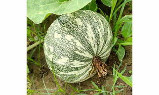 Fresh Pumpkin