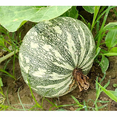 fresh pumpkin