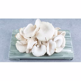 fresh oyster mushrooms