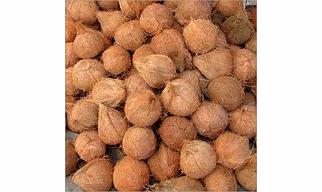 coconut