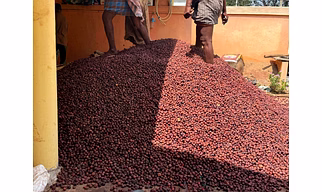 Betal nut