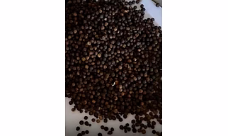 Black pepper