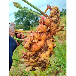 fresh ginger