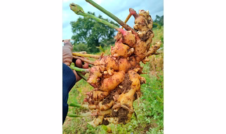 Fresh Ginger