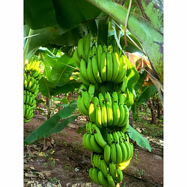 premium g9 fresh cavendish bananas price upon request