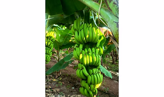 Premium G9 Fresh Cavendish Bananas Price upon request