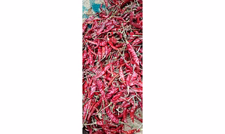 Red chilli