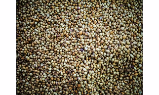Coriander Seeds