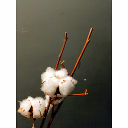 raw cotton