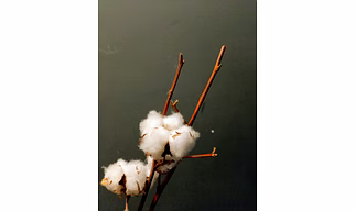 Raw Cotton