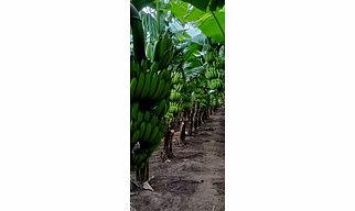 BANANA