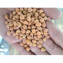 chickpeas