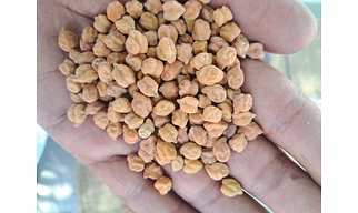 Chickpeas