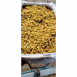 sgm green raisins