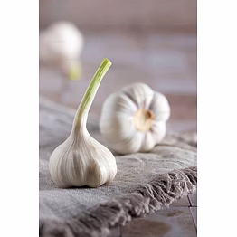 garlic