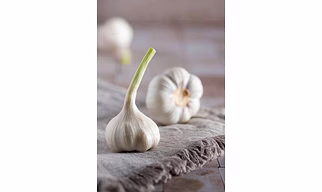 GARLIC