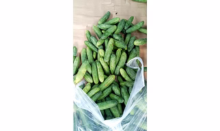 CUCUMBER