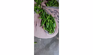 OKRA(Lady Finger)Bhindi