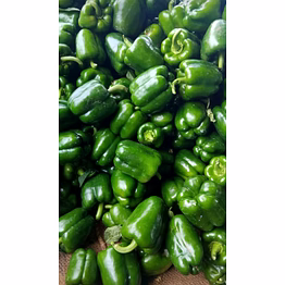 capsicum