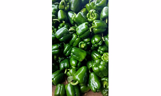 Capsicum