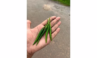 FRESH GREEN CHILLI