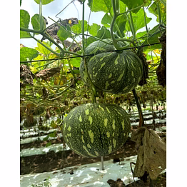 pumpkin