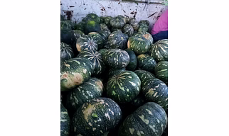 Pumpkin