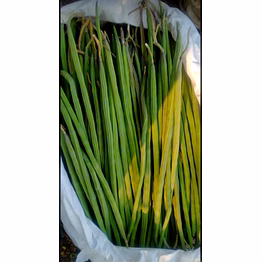 fresh drumstick moringa oleifera 20cm – 45cm fresh green