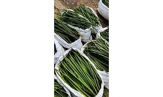 Fresh Drumstick Moringa oleifera 20cm – 45cm Fresh green