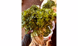 Coriander leaves (Coriandrum Sativum) Bright Green Fresh Herbs