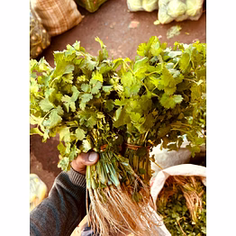 coriander leaves (coriandrum sativum) bright green fresh herbs