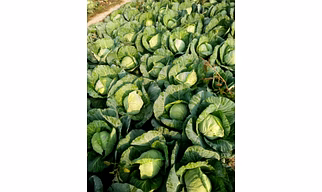Fresh Green Cabbage Brassica oleracea var. capitata Fresh seasonal crop