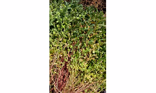 Green Chickpeas (Cicer Arietinum) Fresh seasonal crop