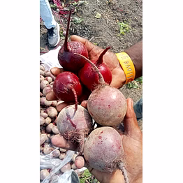 beta vulgaris fresh red beetroot freshly harvested