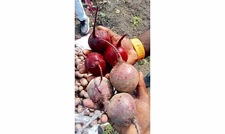 Beta Vulgaris Fresh Red Beetroot Freshly harvested
