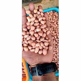 groundnut