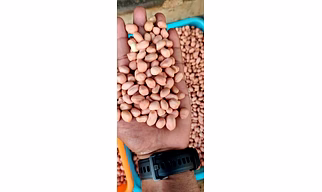 Groundnut