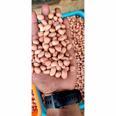 groundnut