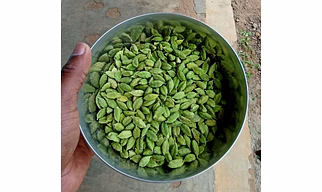 Cradamom, Fresh, aromatic Green Cardamom with bold flavor and natural green color. Sourced from India’s best farms, suitable for food, beverages, and spice mixes.