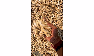 Dry Ginger