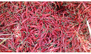 Dried Red Chilli , premium Indian Dried Red Chillies with bold color & hot flavor.