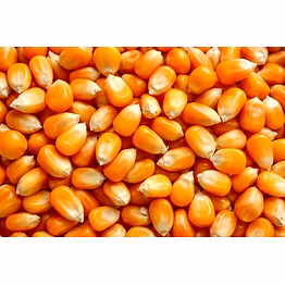 maize seed (corn)