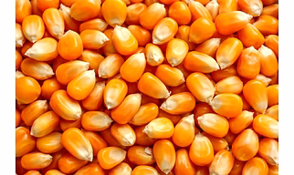 MAIZE SEED (CORN)
