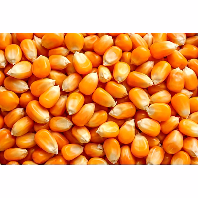 maize seed (corn)