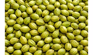coriander seeds
