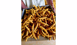 turmeric fingers Salem double polished
