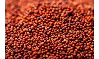 Ragi-Organic