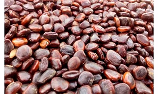tamarind seeds