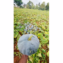 pumpkin