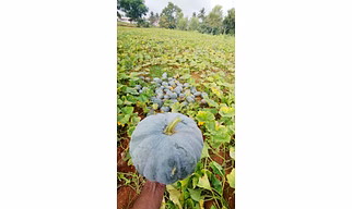 pumpkin